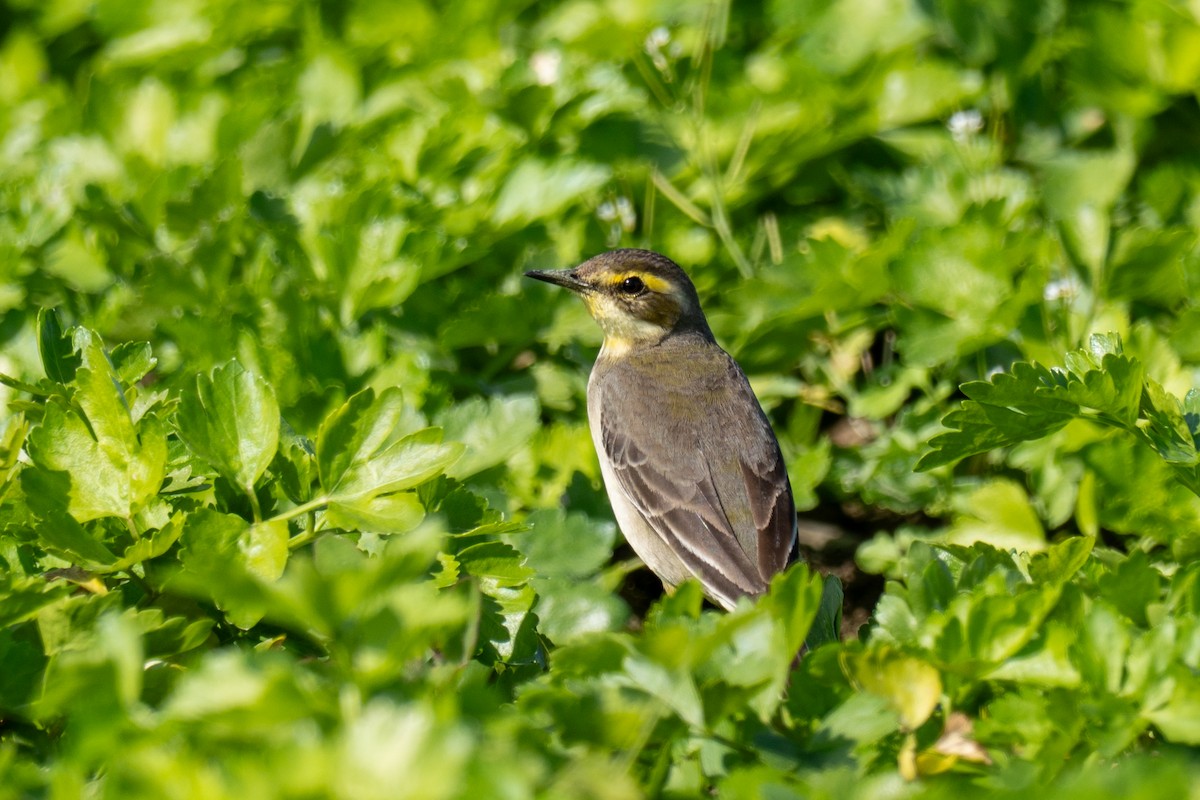 konipas východní (ssp. taivana) - ML646618447