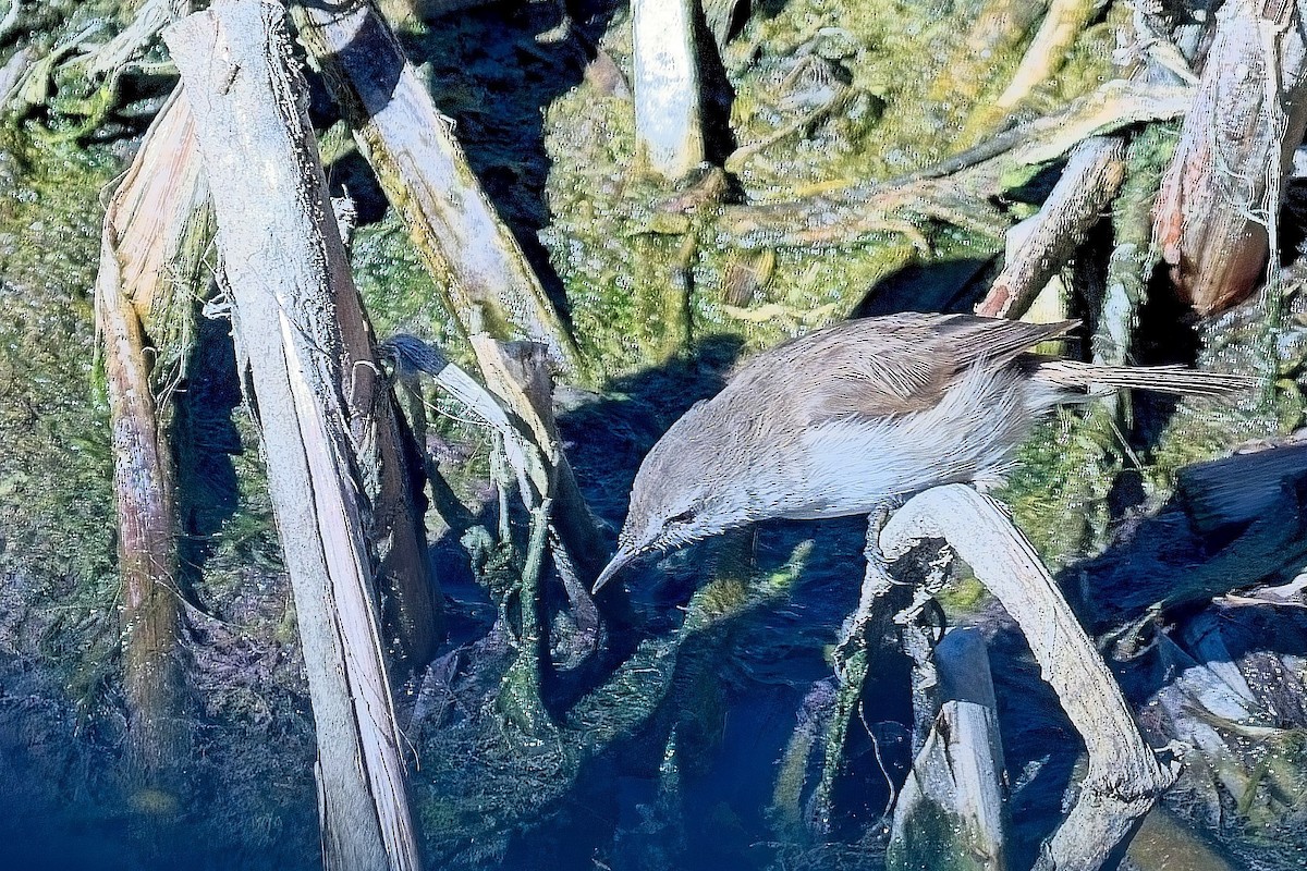 Lesser Swamp Warbler - ML646618448