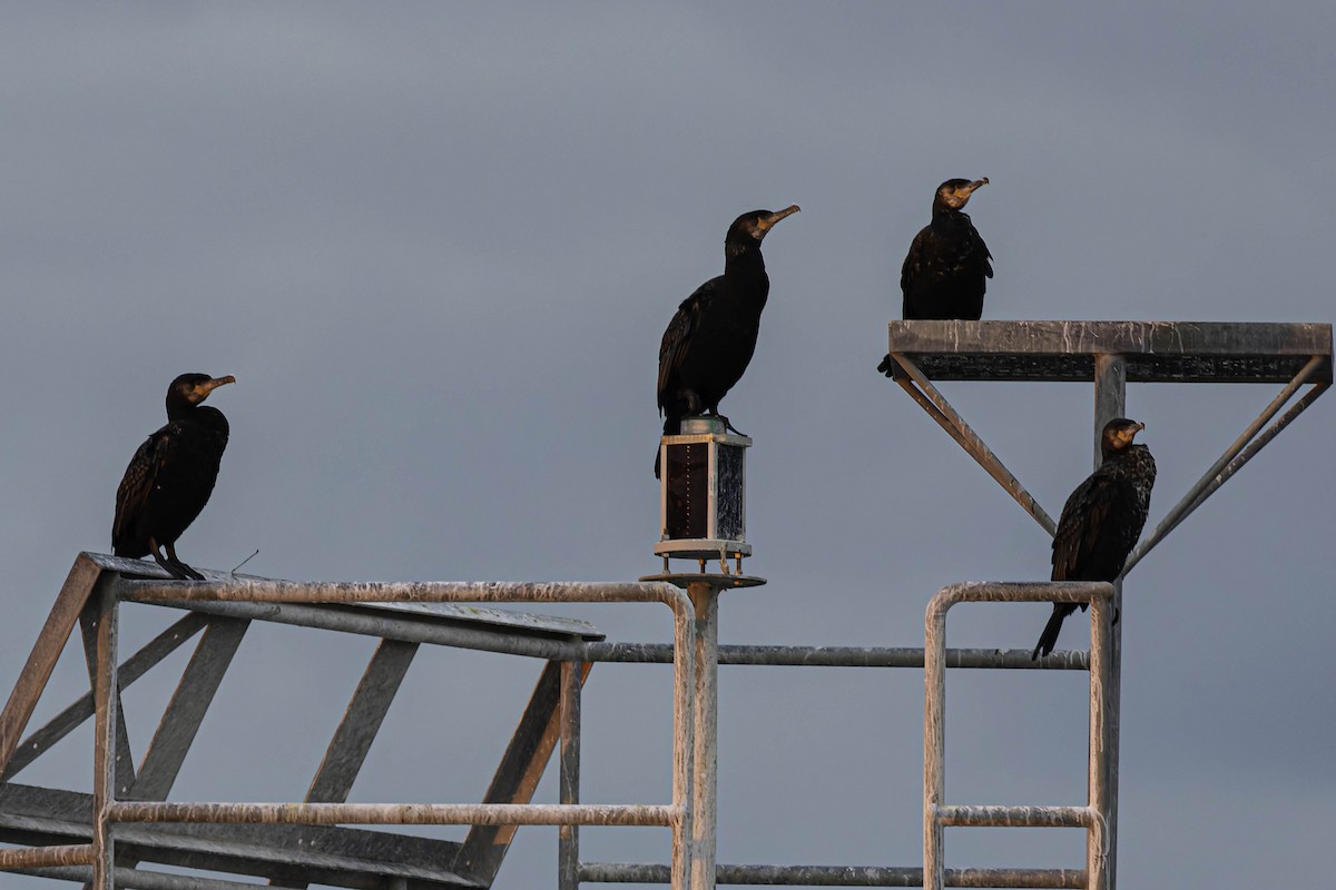 Ubarroi handia - ML646618449