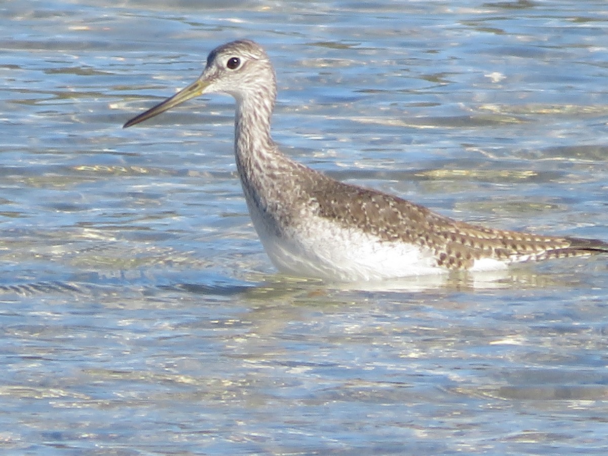 Kuliska hankahori handia - ML646618450