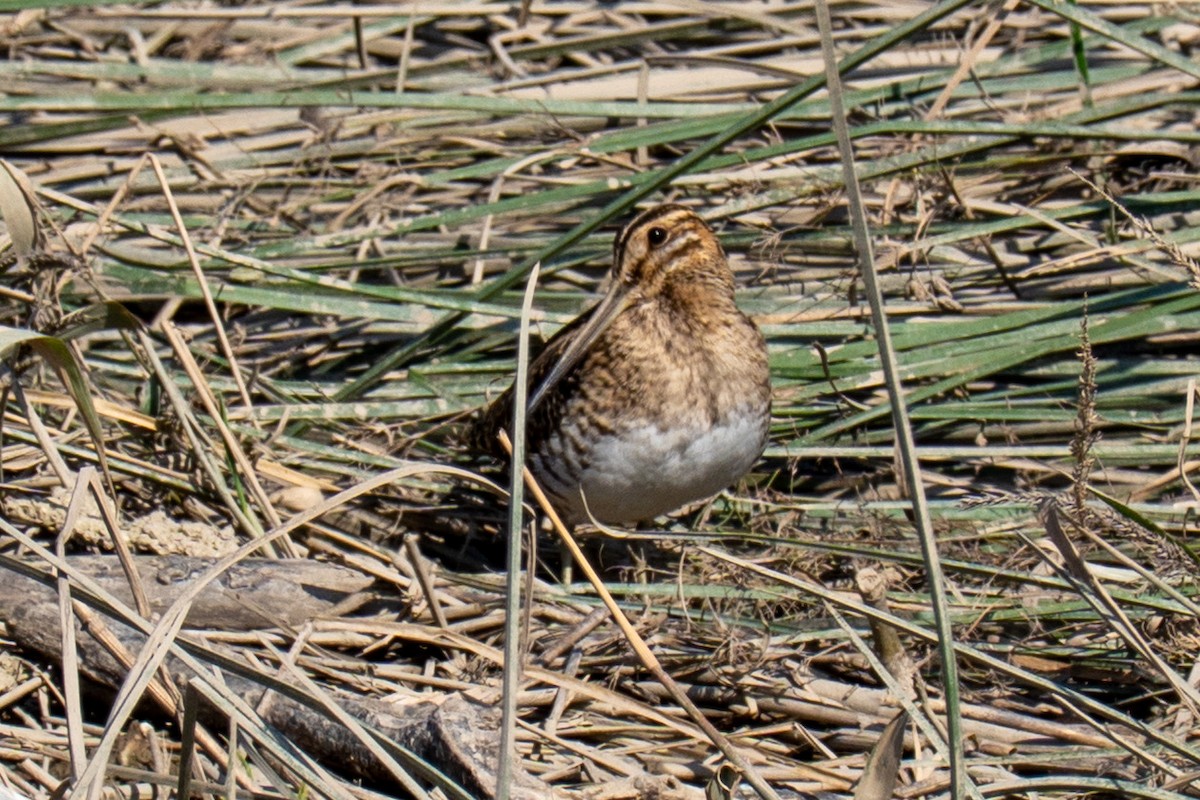 bekasina otavní - ML646618451