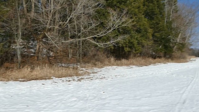 Çizgili Baykuş - ML646618452