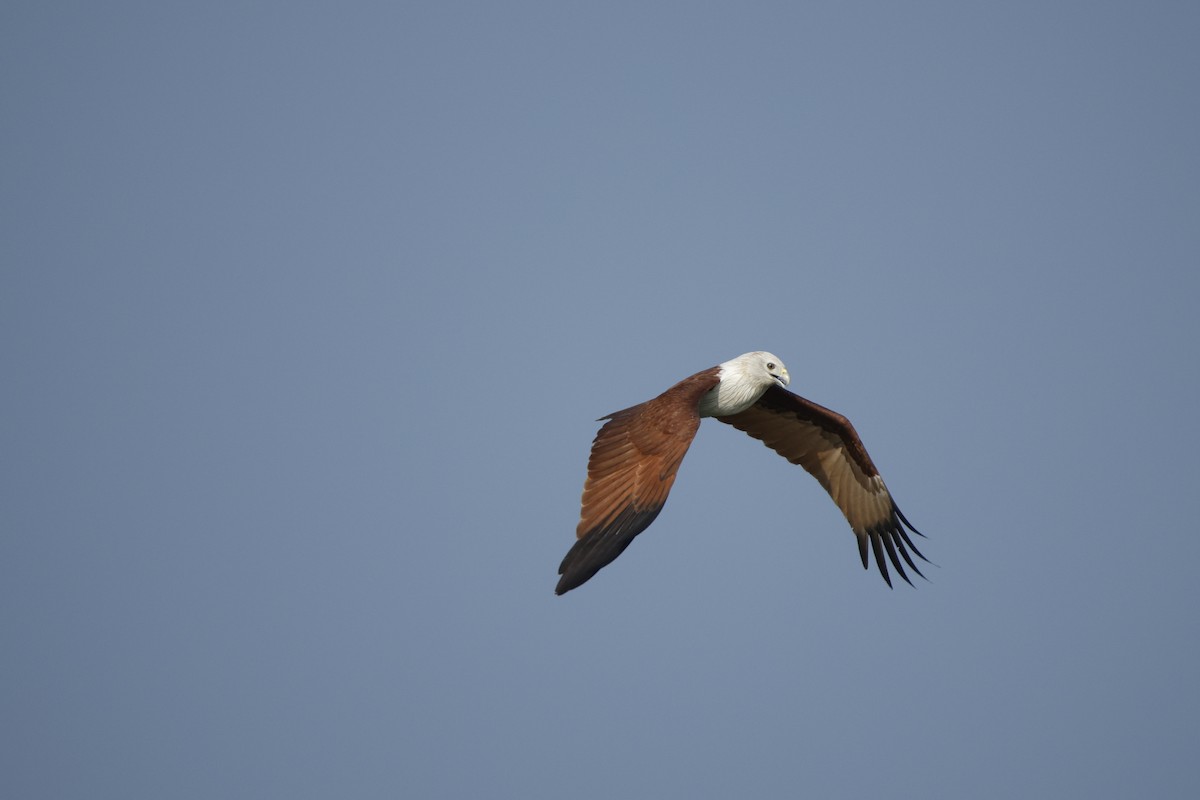 Brahminy Kite - ML646618453