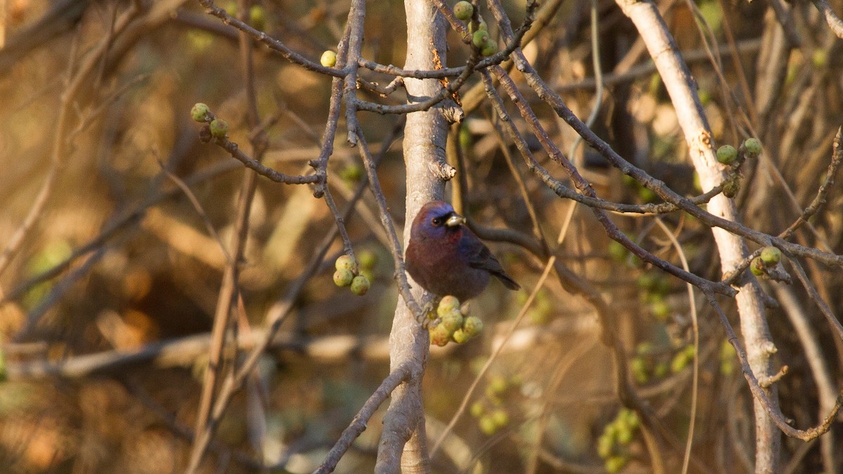 Varied Bunting - ML646618455