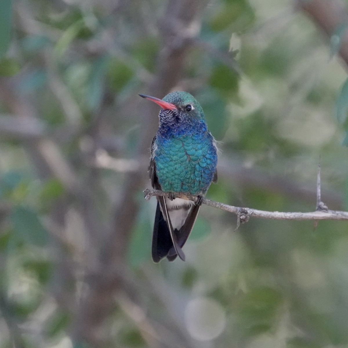 kolibřík širokozobý - ML646618456