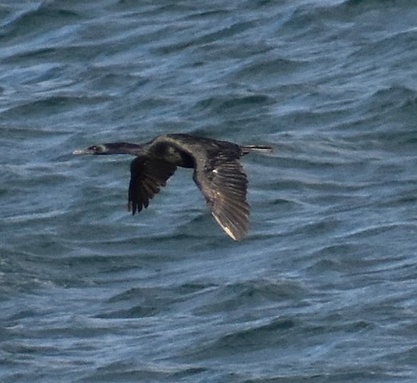 Cormorán Pelágico - ML646618458