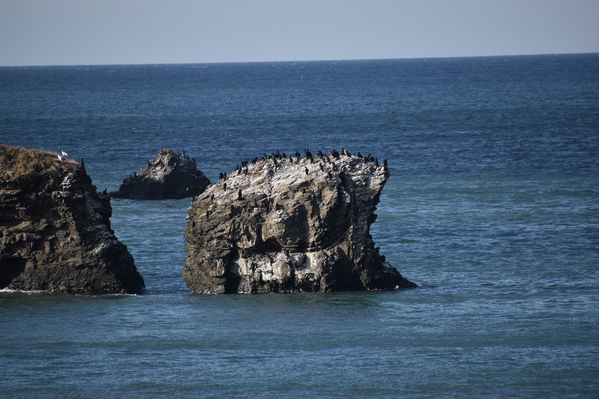 Cormorán Pelágico - ML646618459