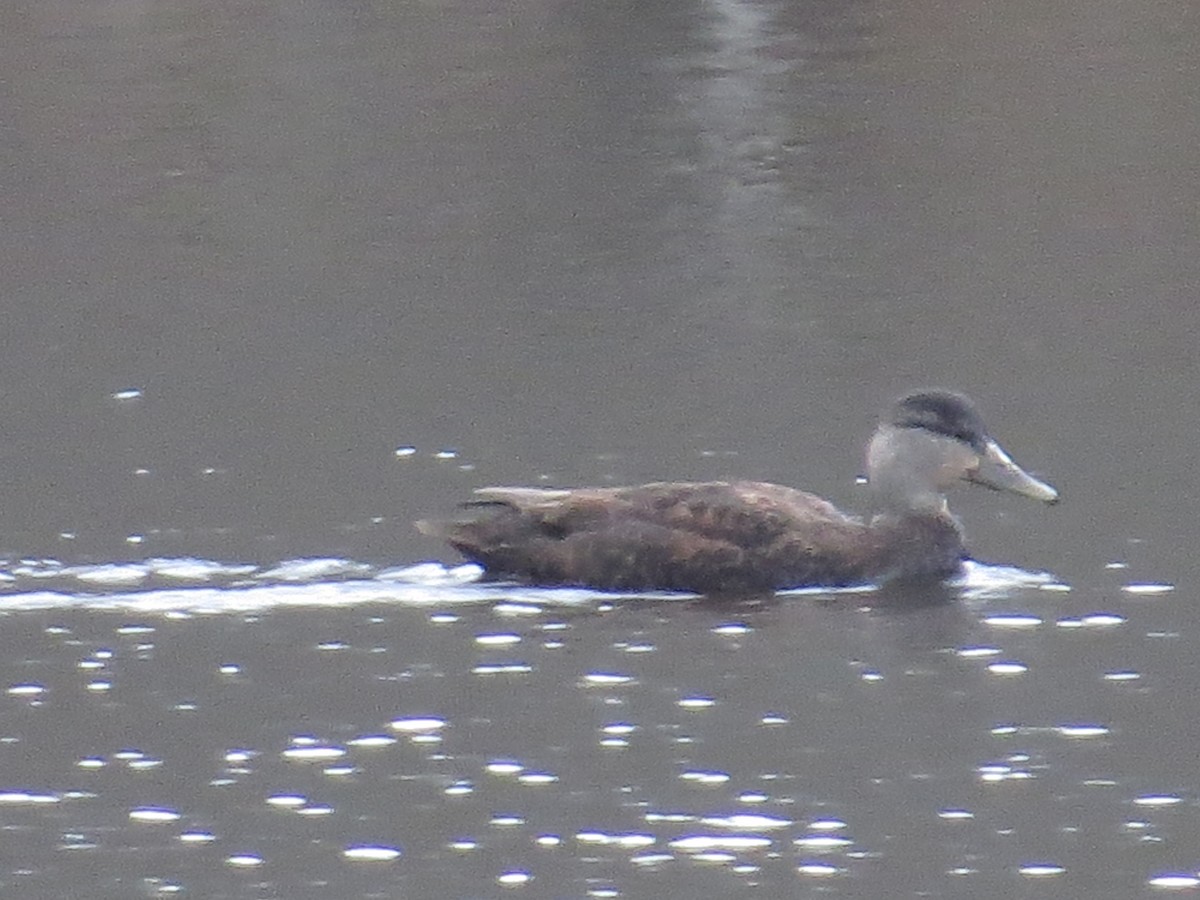 Ahate iluna - ML646618460