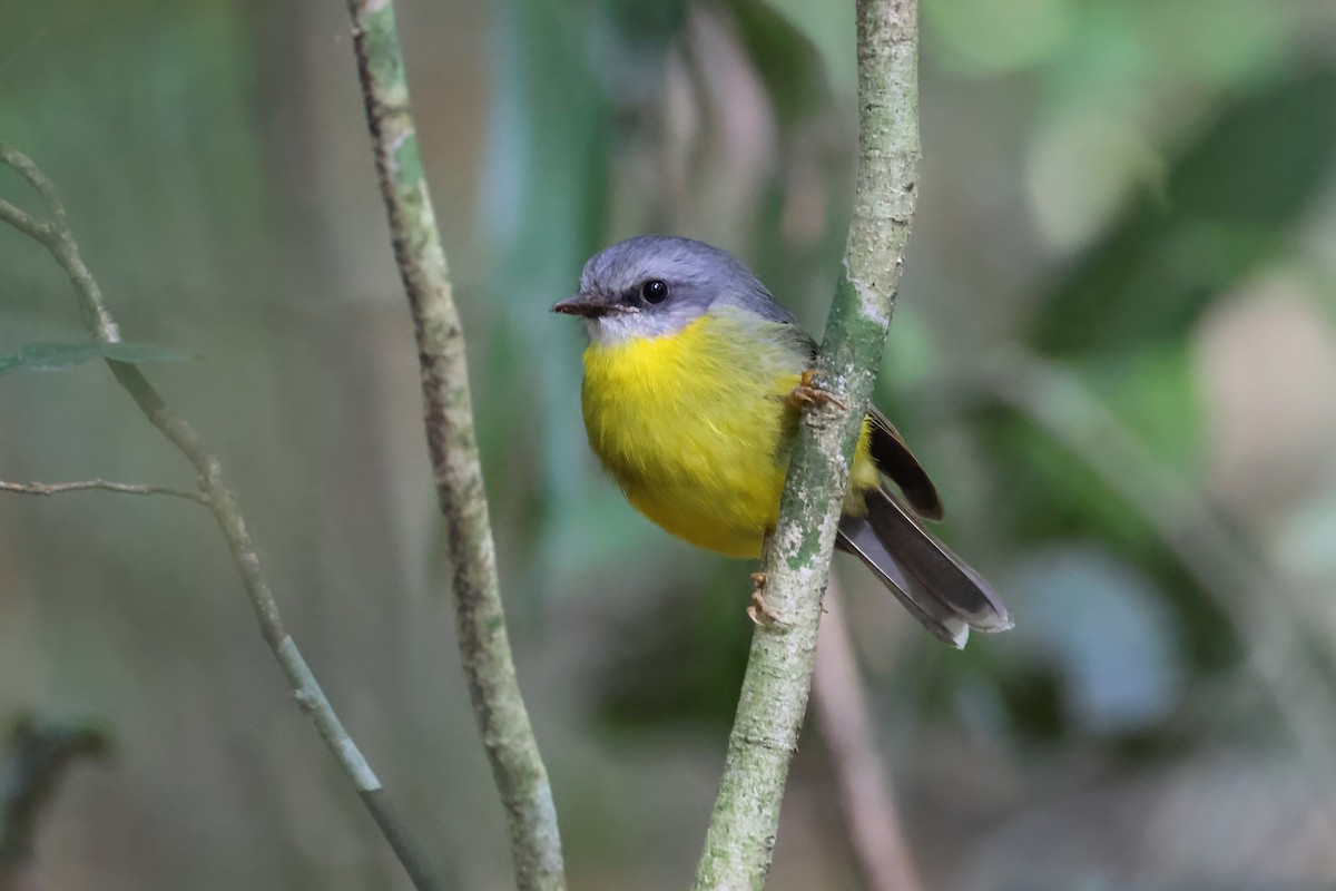 Королець жовтий - ML646618461