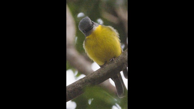Eastern Yellow Robin - ML646618467