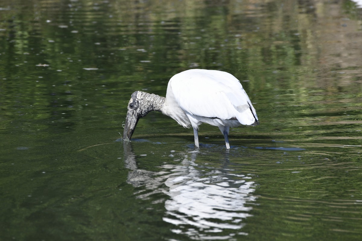 Tántalo Americano - ML646618483