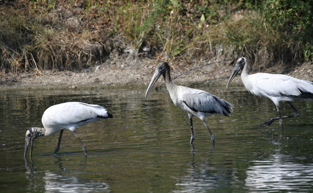 Tántalo Americano - ML646618486