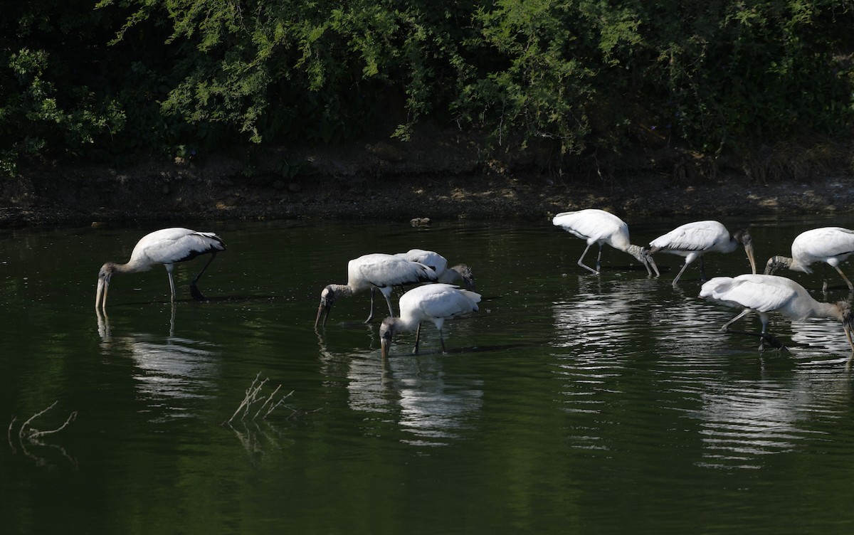 Tántalo Americano - ML646618487