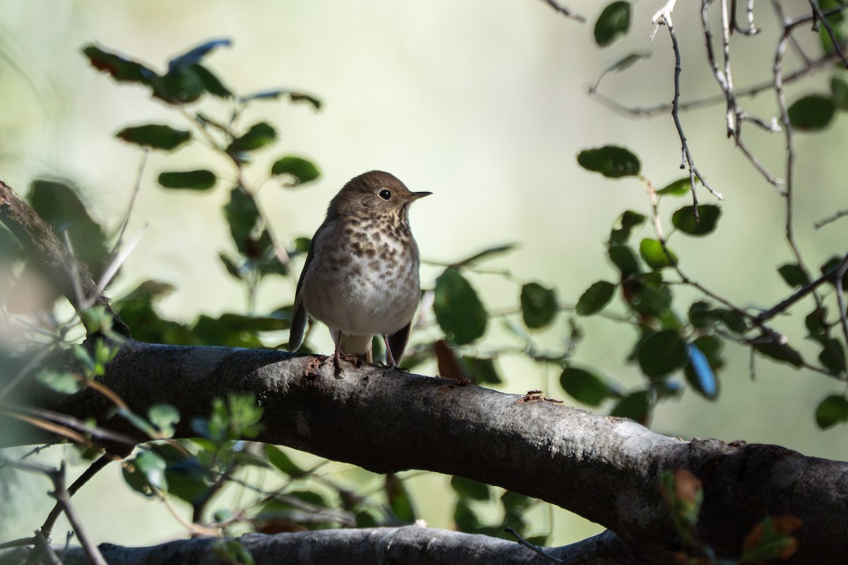 Hermit Thrush - ML646618488