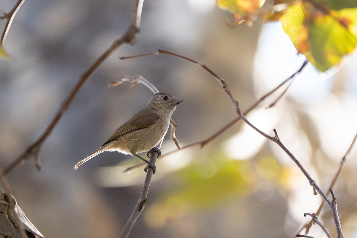 Herrerillo Unicolor - ML646618493