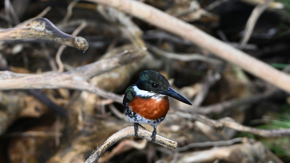 Green Kingfisher - ML646618494