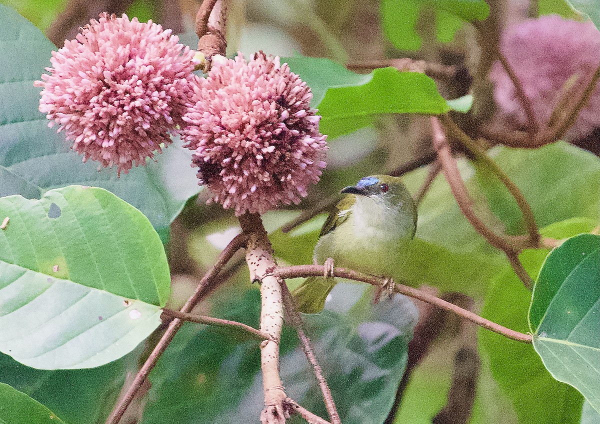 Suimanga Sencillo - ML646618498