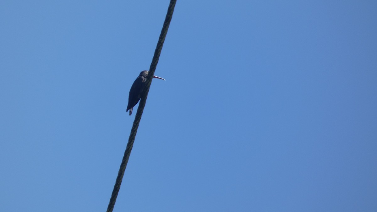 Ave sp. - ML646618499