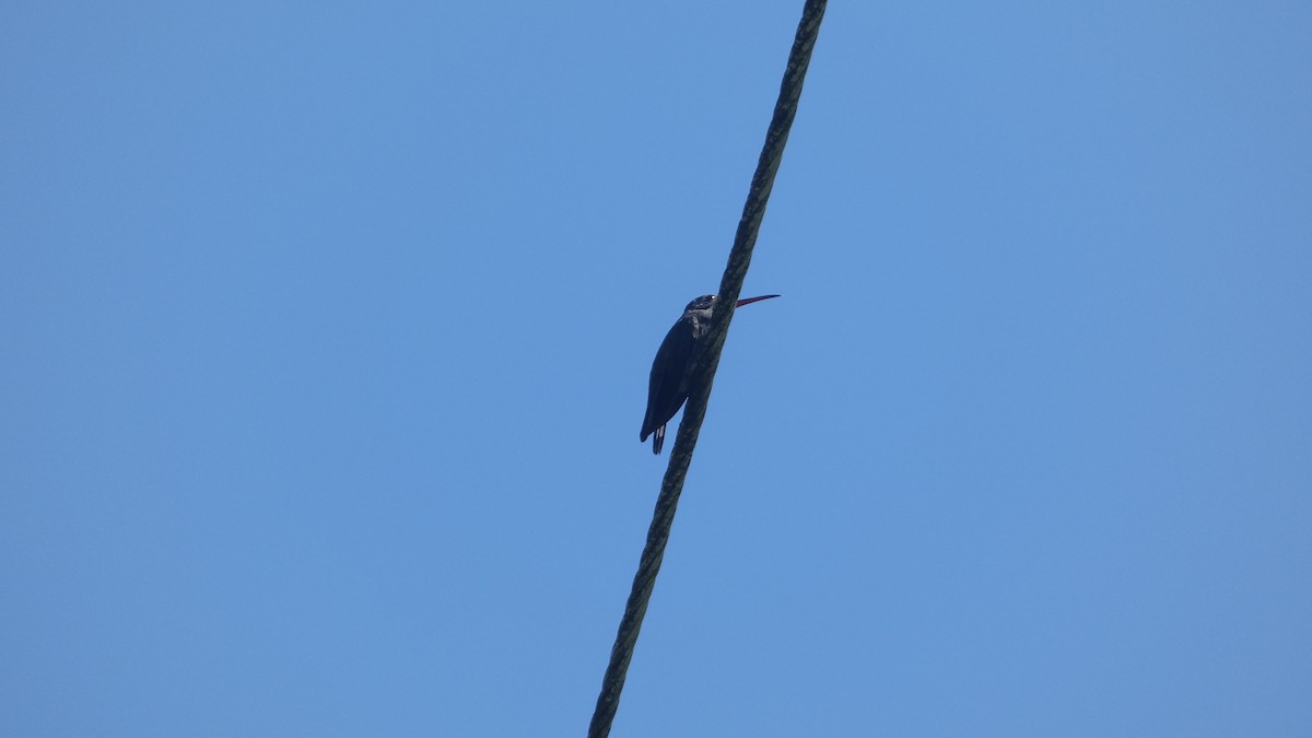 Ave sp. - ML646618500