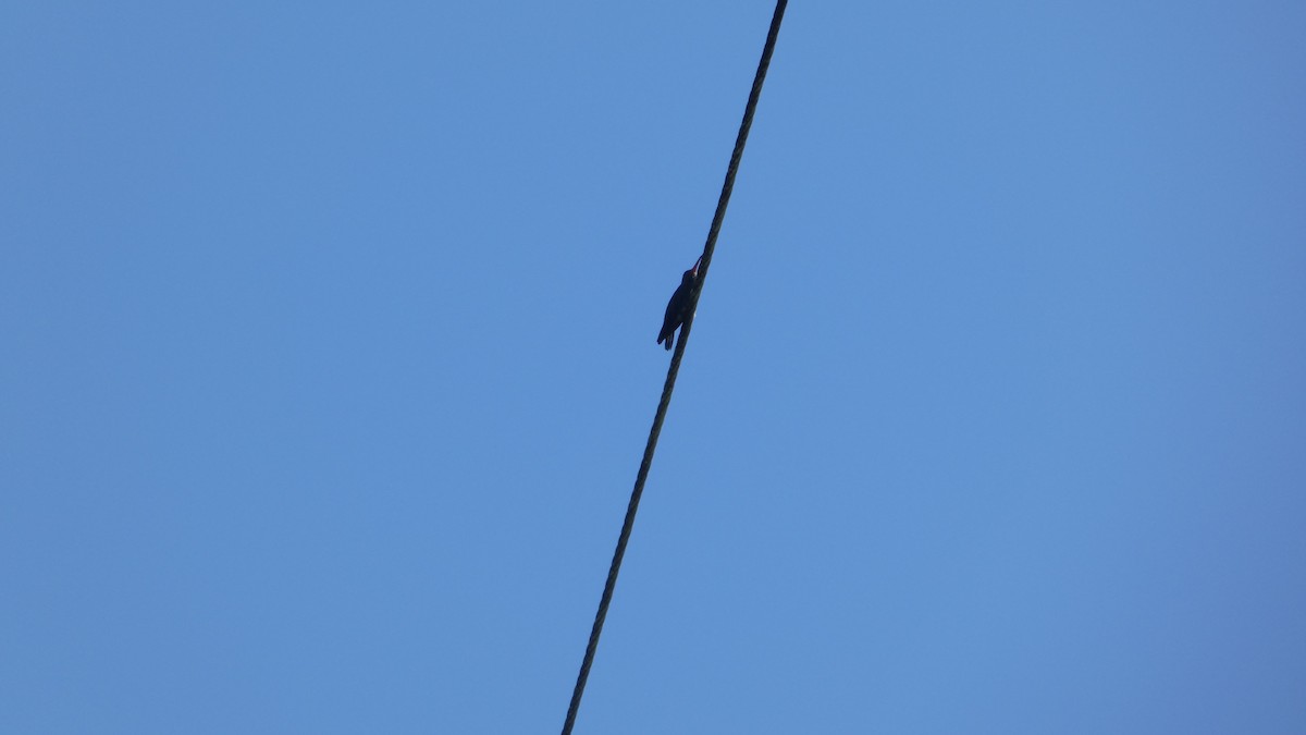 Ave sp. - ML646618501