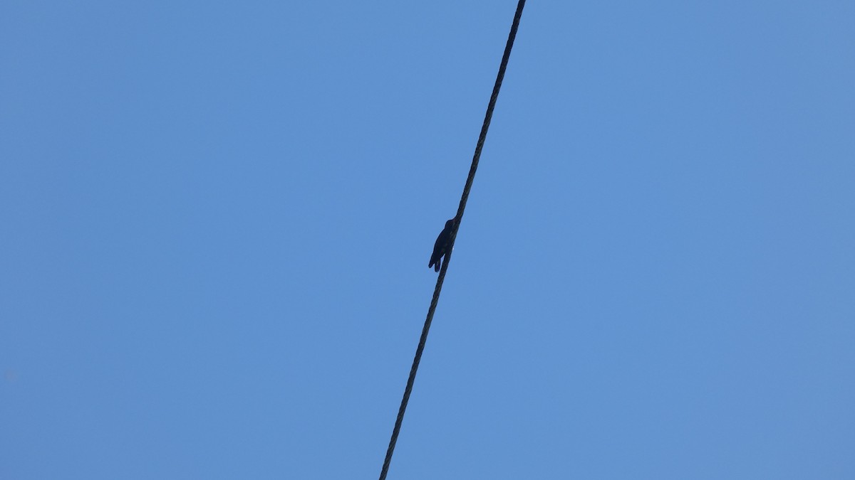 Ave sp. - ML646618502