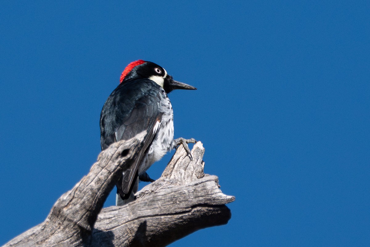 Carpintero Bellotero - ML646618503