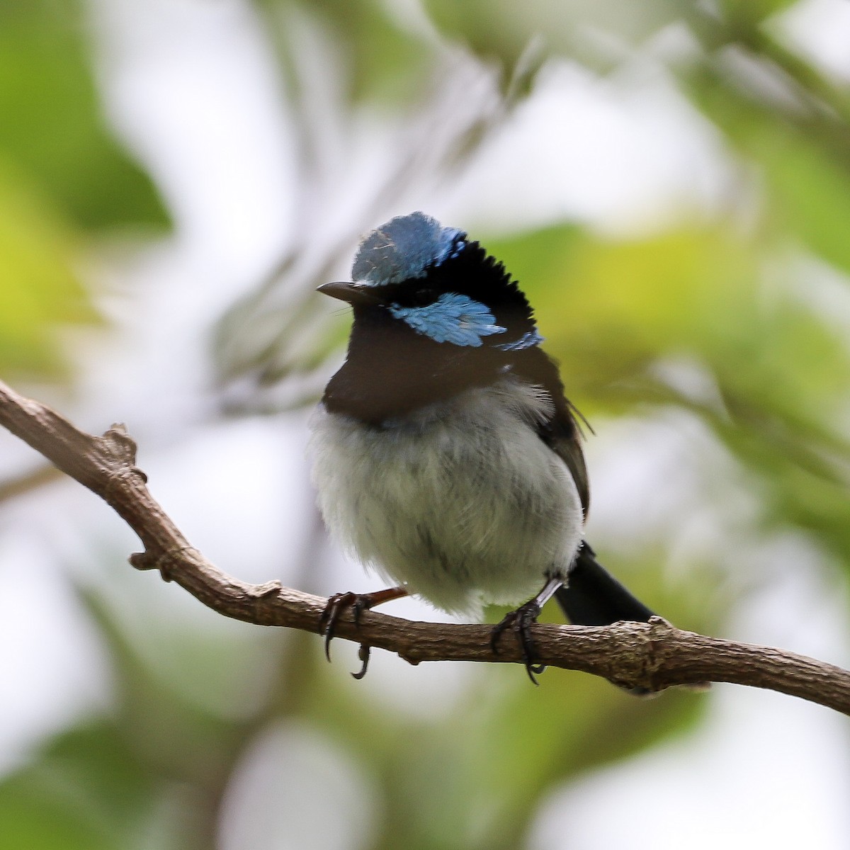 Maluro Soberbio - ML646618504