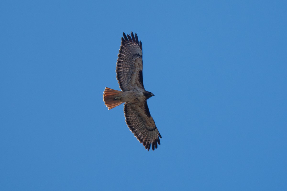 Busardo Colirrojo - ML646618506