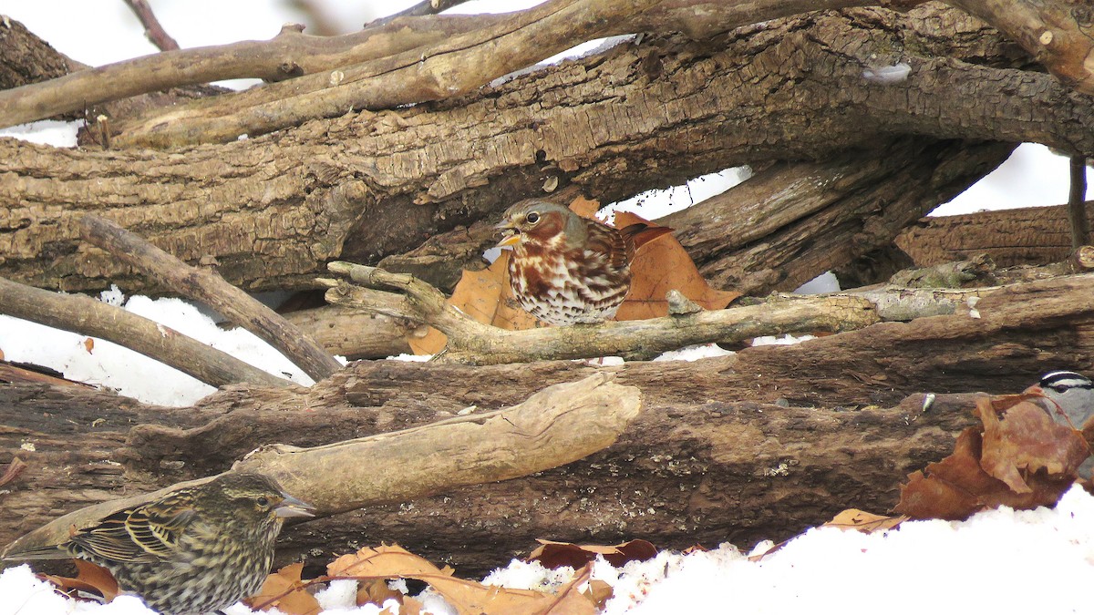 Chingolo Zorruno (iliaca/zaboria) - ML646618507