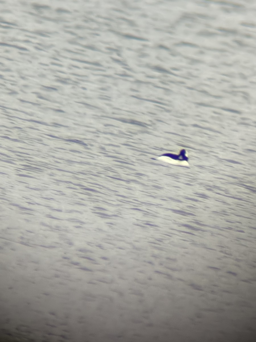 Bufflehead - ML646618508