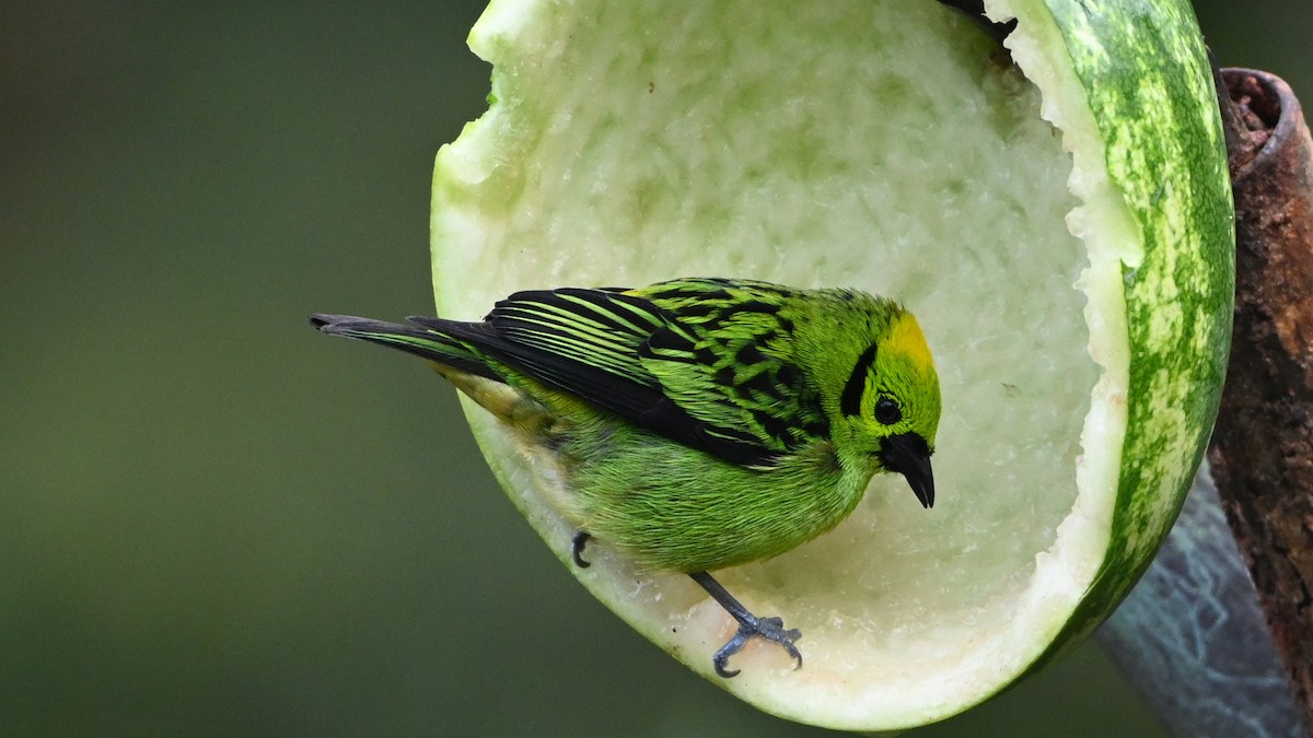 Emerald Tanager - ML646618509
