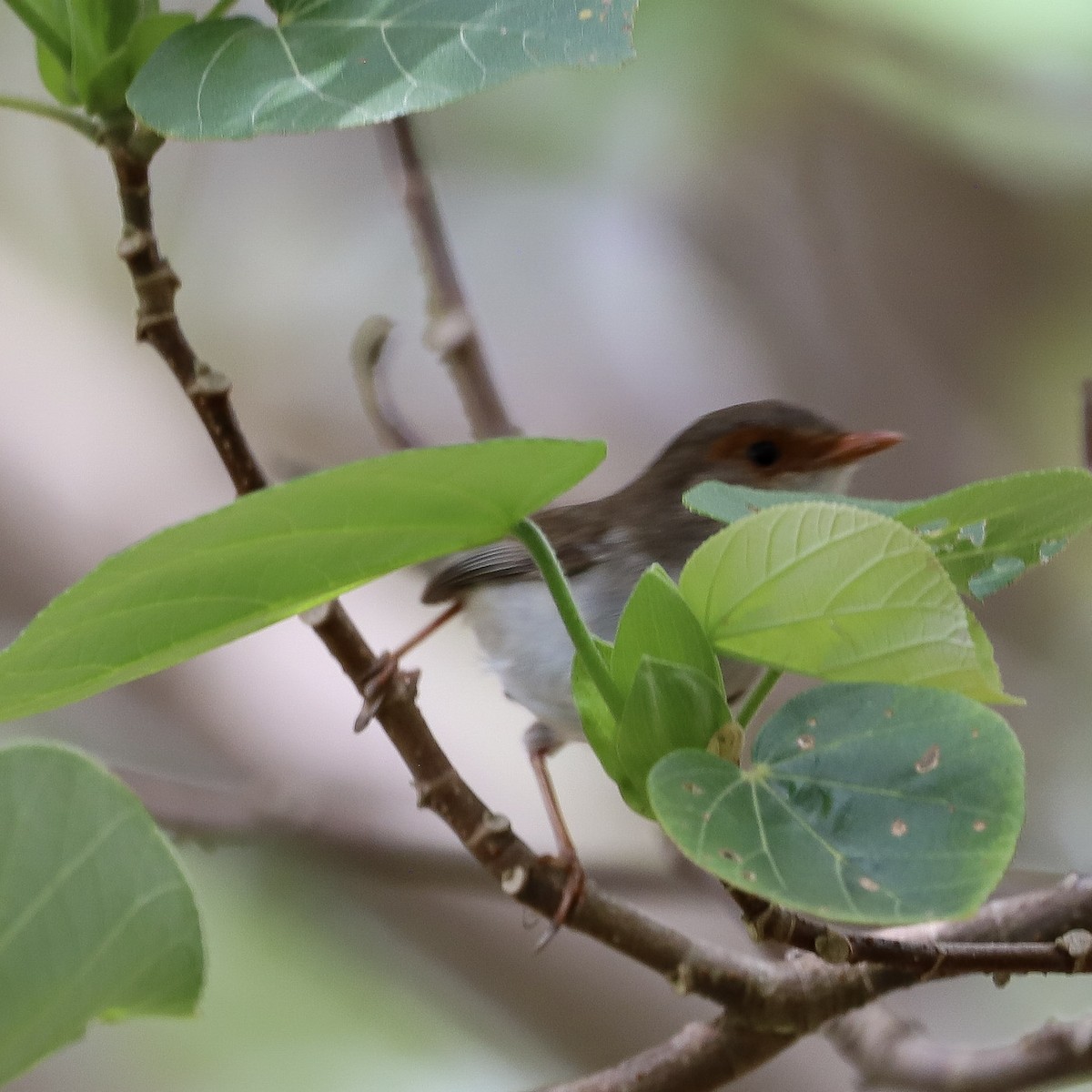 Maluro Soberbio - ML646618510