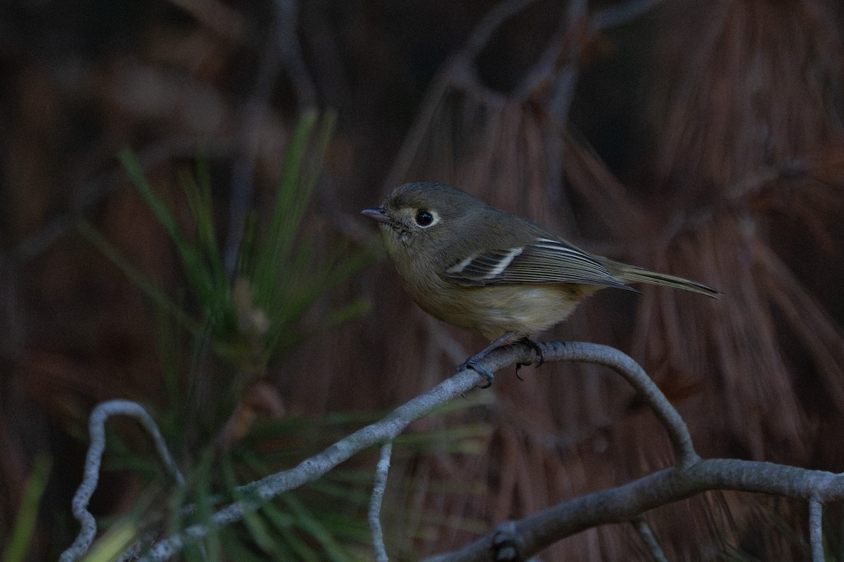 Vireo de Hutton - ML646618511