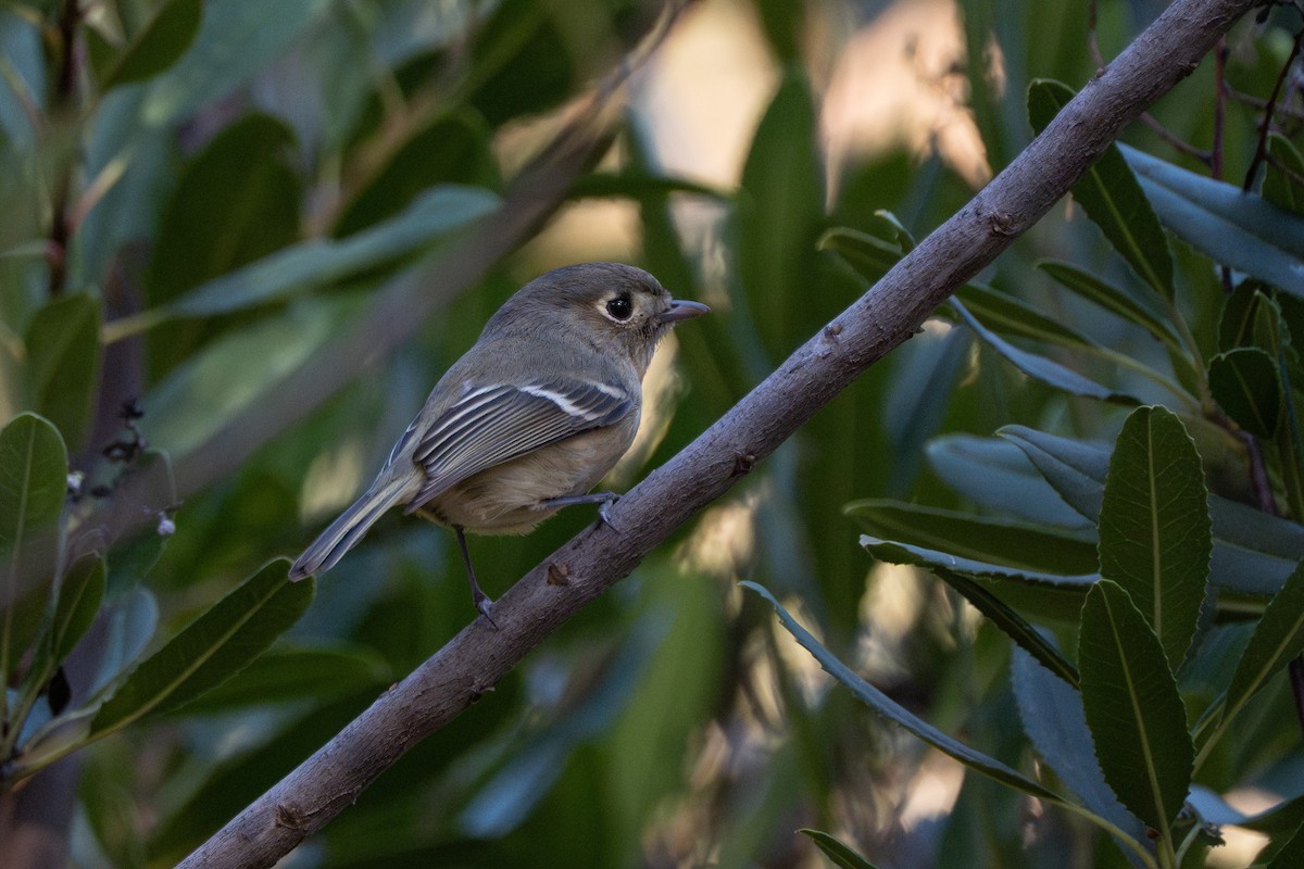 Vireo de Hutton - ML646618512