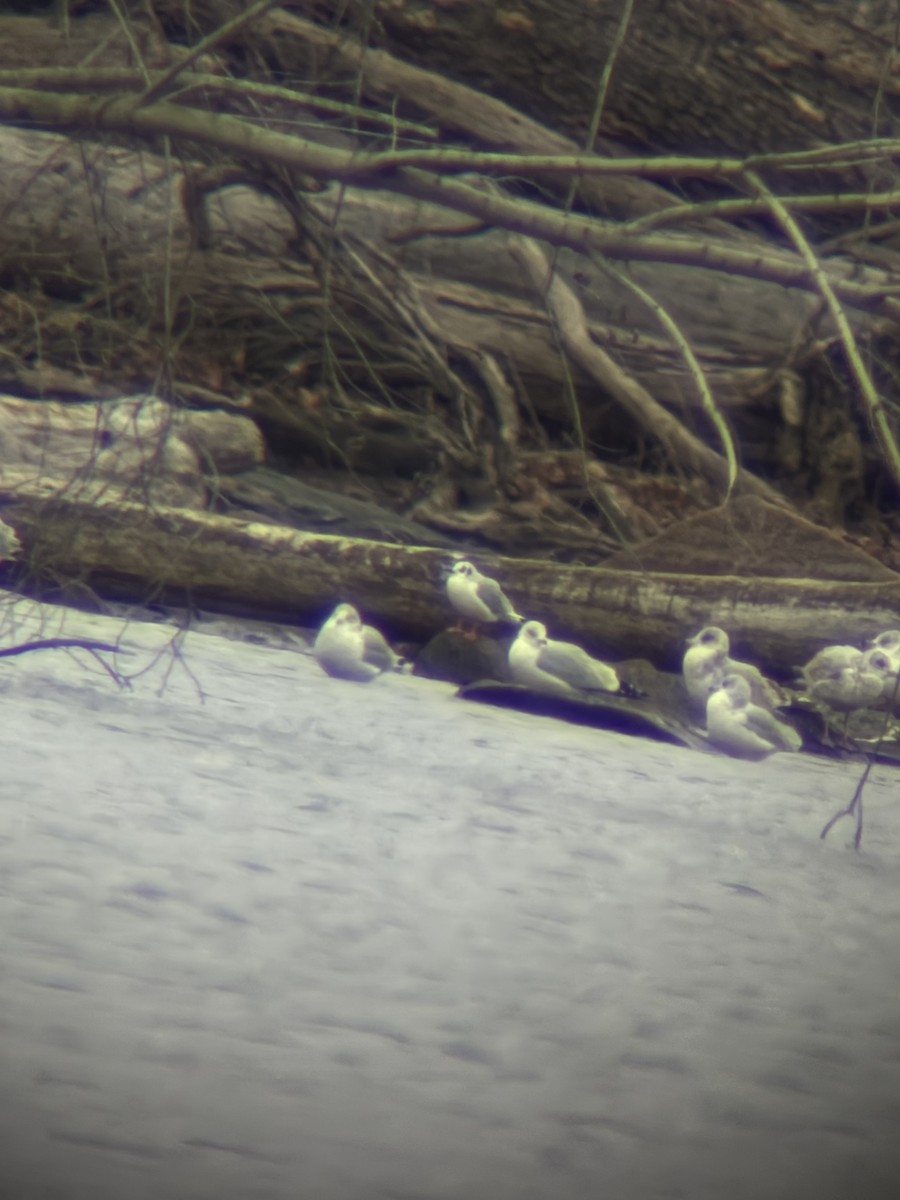 Bonaparte's Gull - ML646618514
