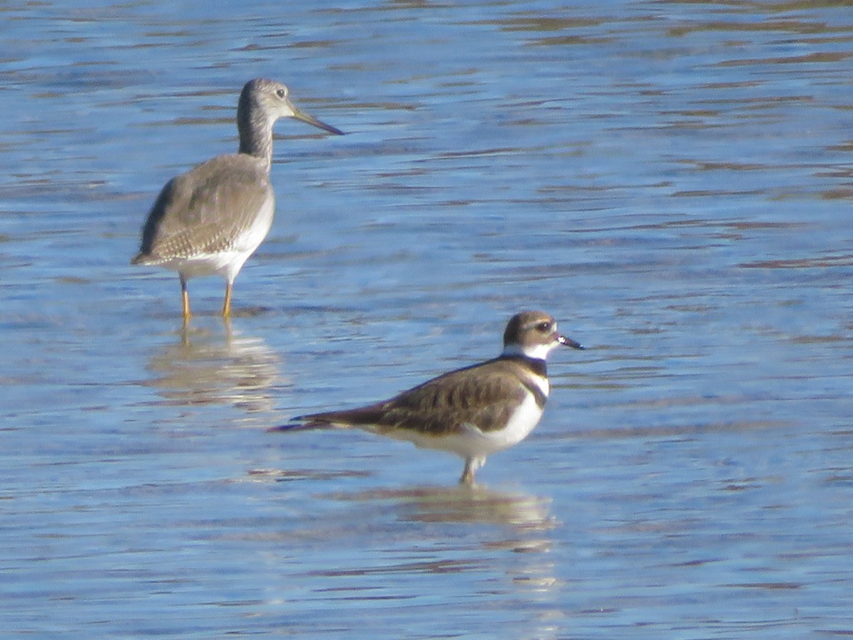 Archibebe Patigualdo Grande - ML646618515