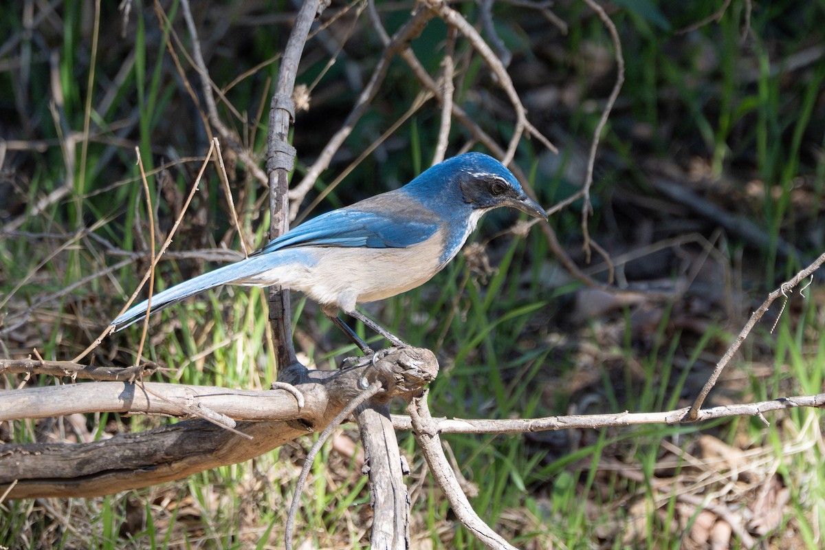 Chara Californiana - ML646618516