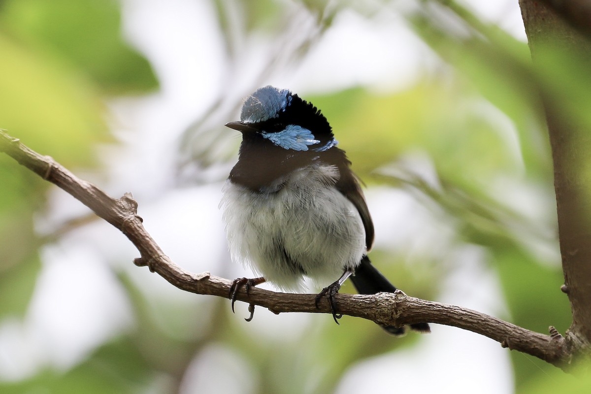 Maluro Soberbio - ML646618517