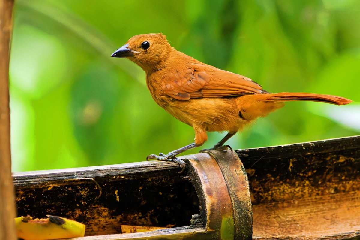 Tangara Negra - ML646618518