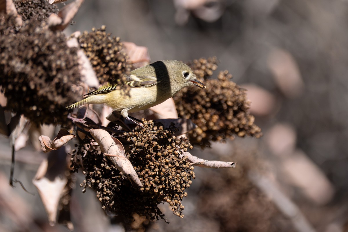 Erregetxo mottogorria - ML646618520