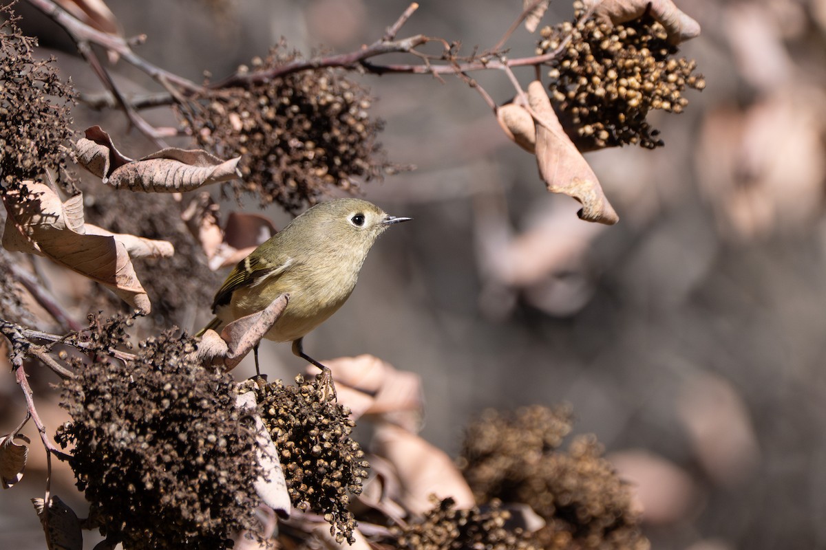 Reyezuelo Rubí - ML646618521