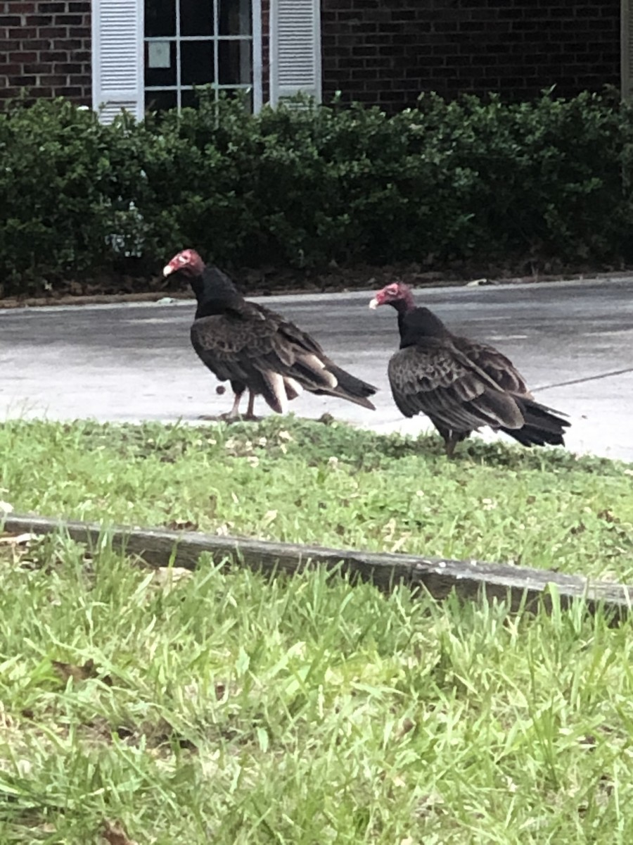 Truthahngeier - ML646618524