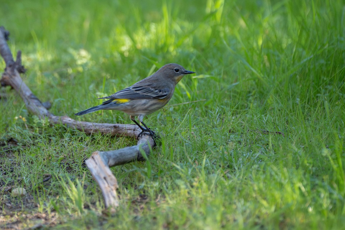 Yellow-rumped Warbler - ML646618525
