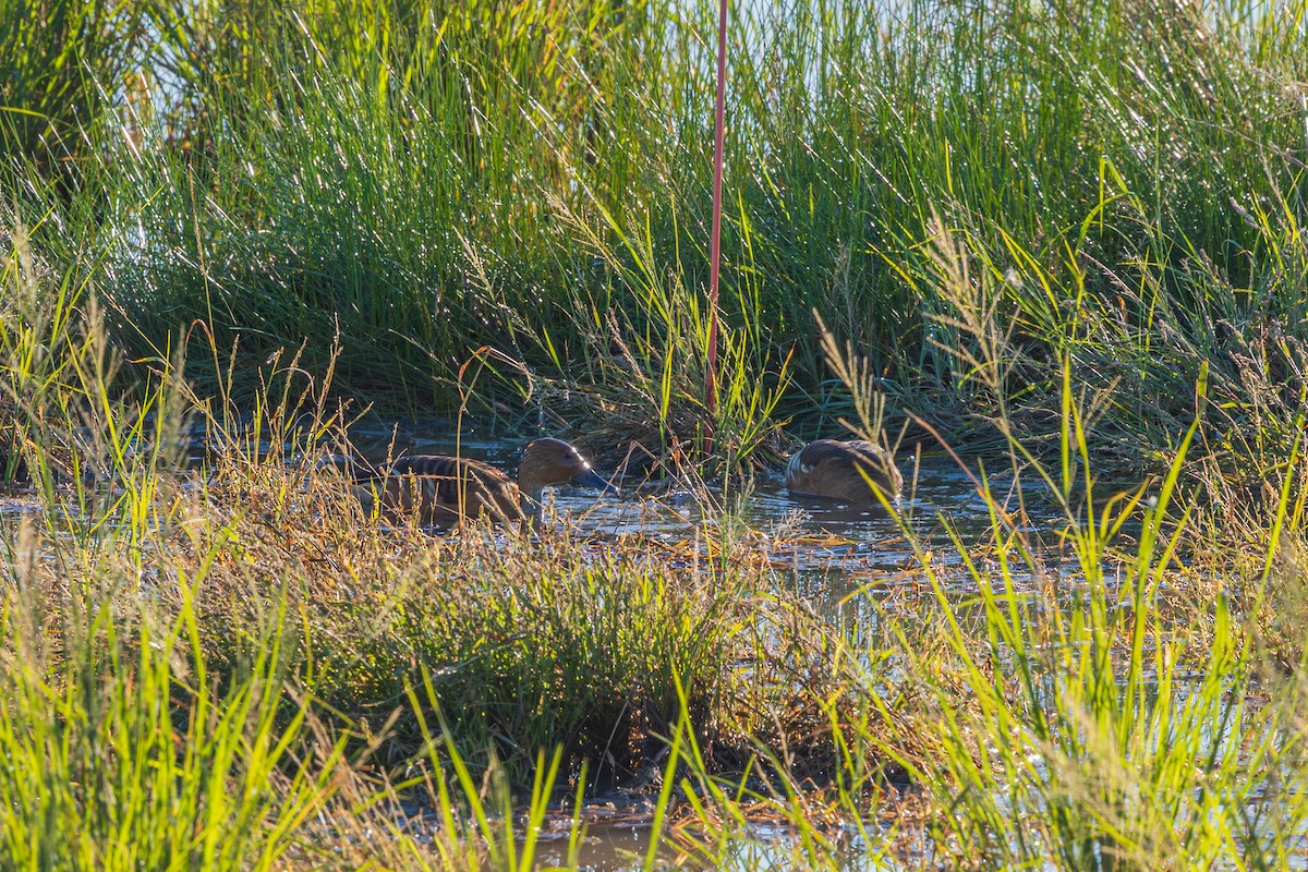 Fulvous Whistling-Duck - ML646618527