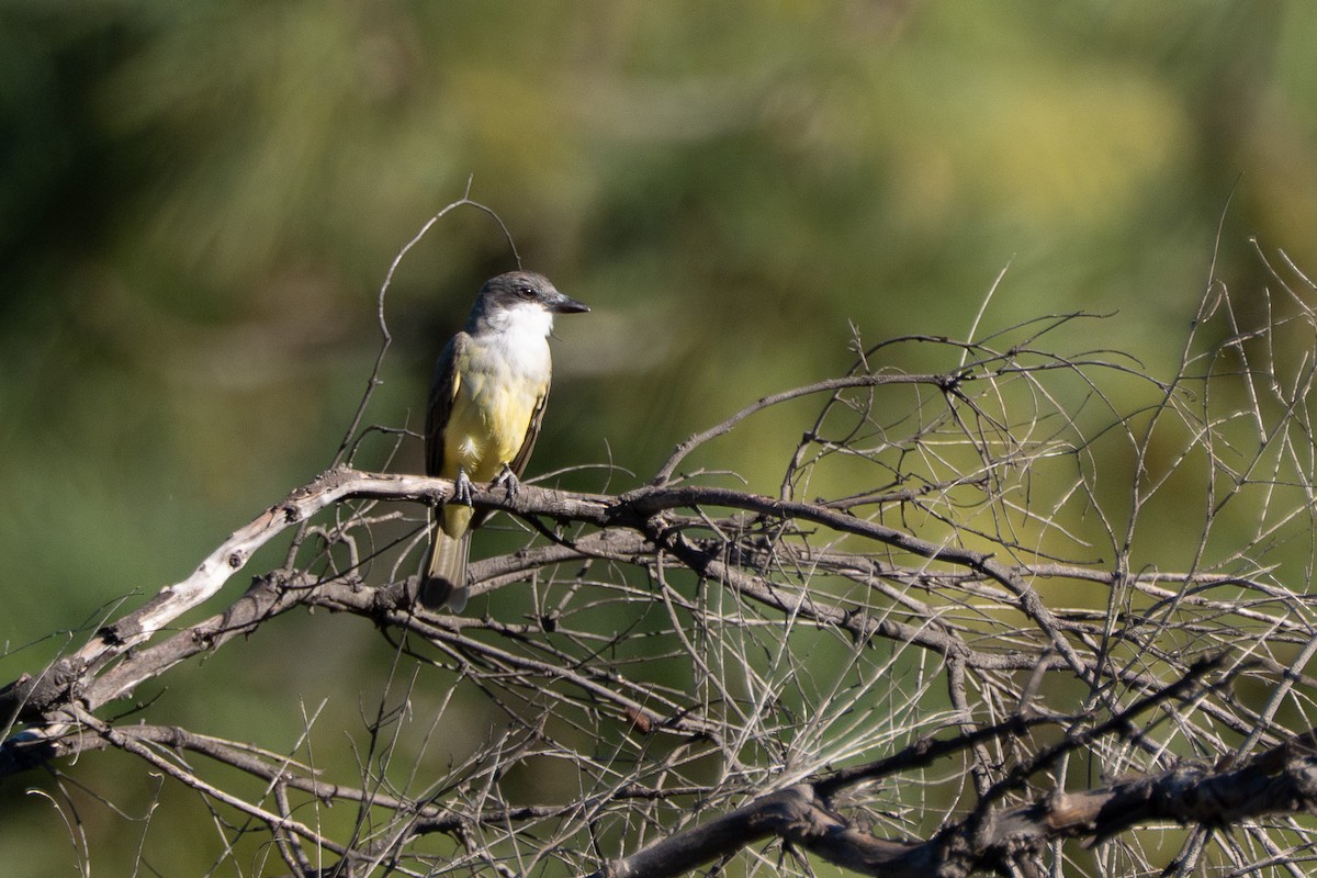 Thick-billed Kingbird - ML646618530