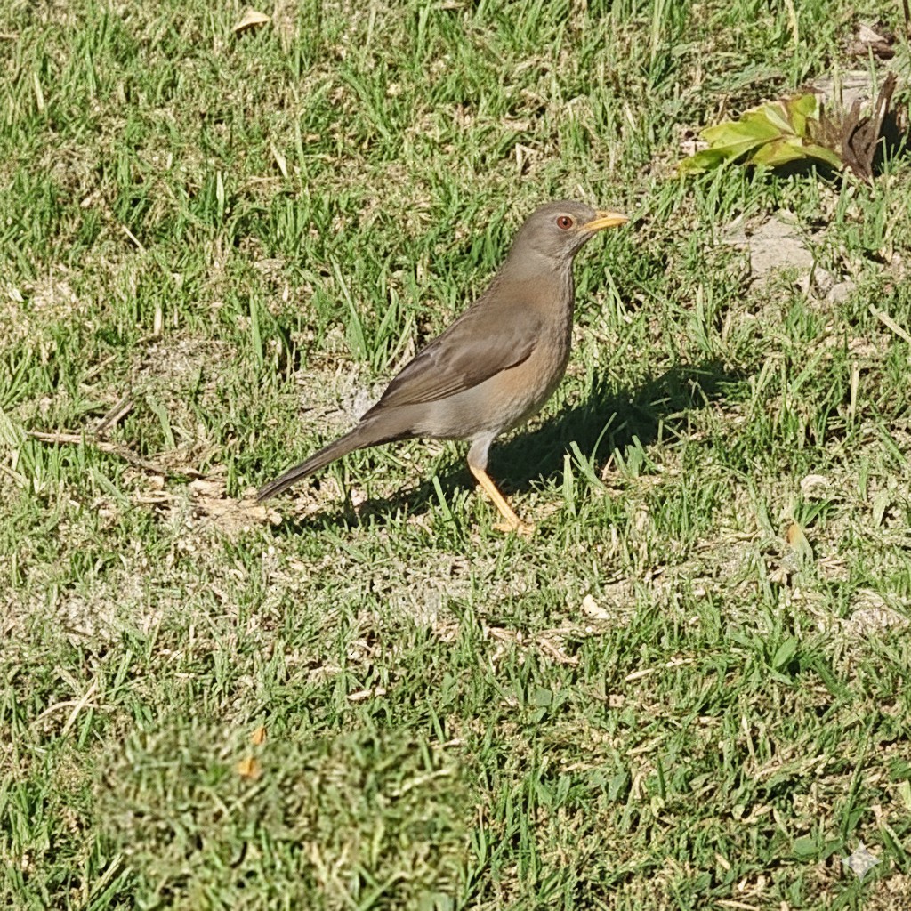 Chiguanco Thrush - ML646618531
