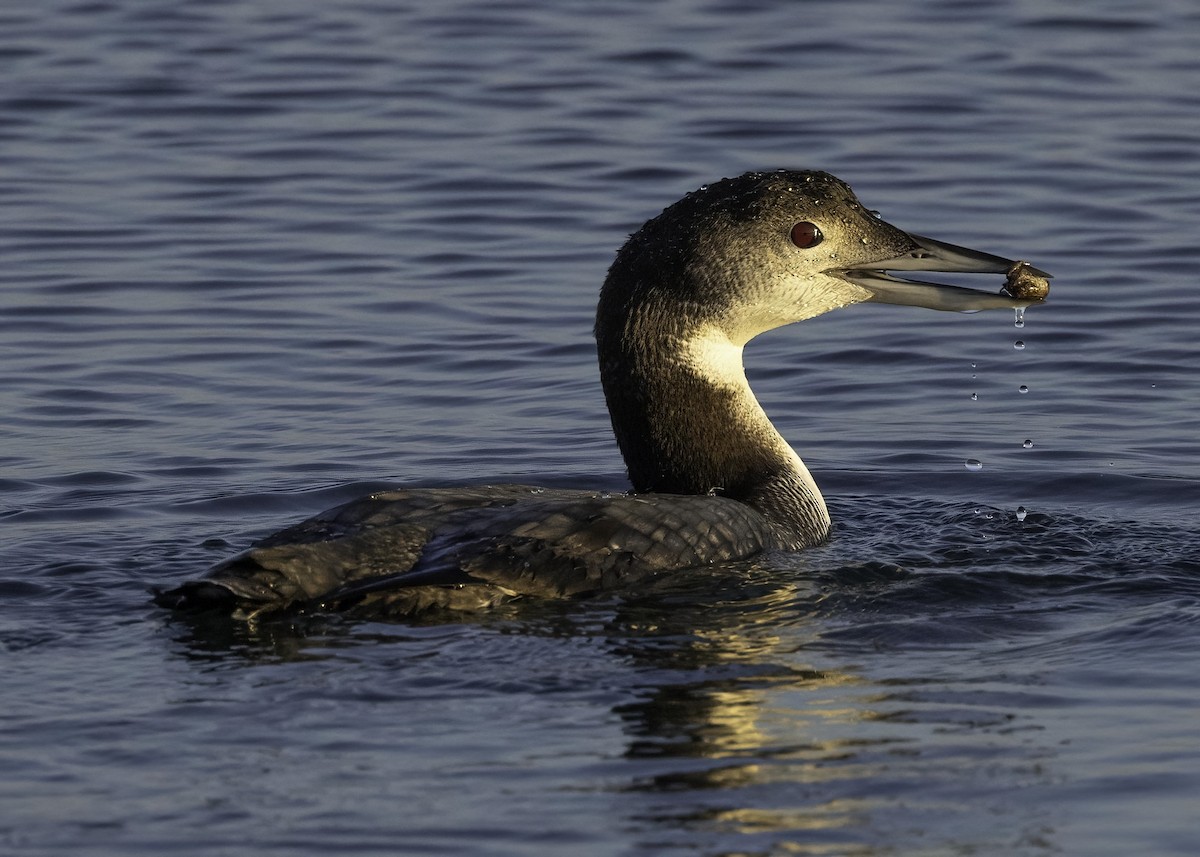 Common Loon - ML646618535