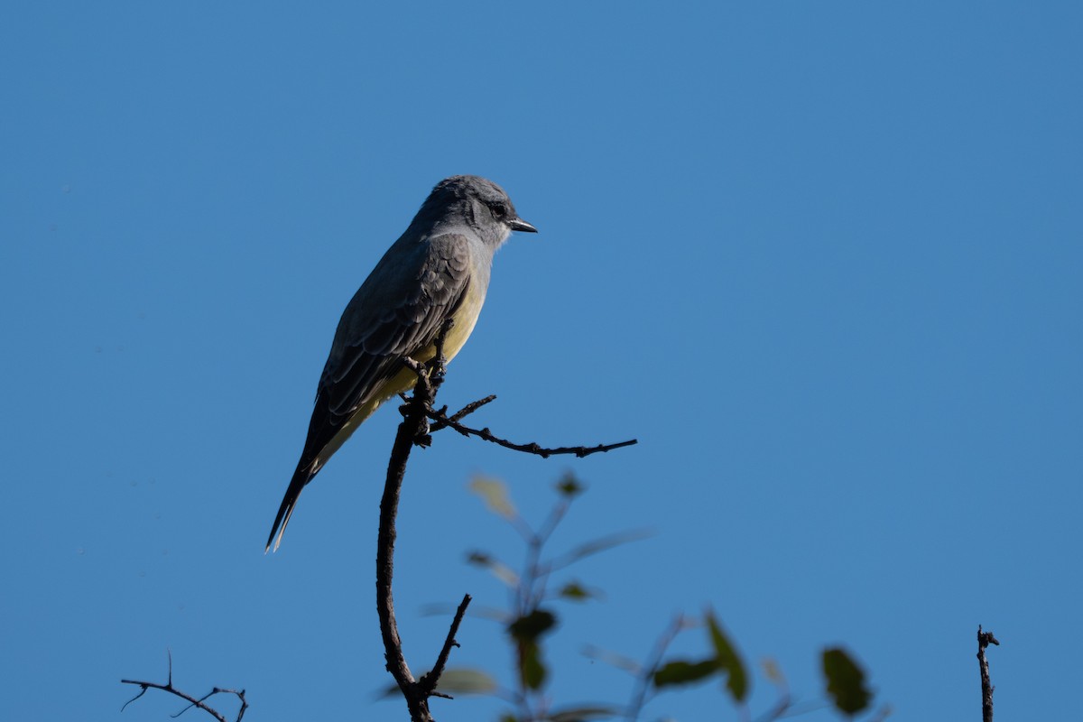 Cassin's Kingbird - ML646618537