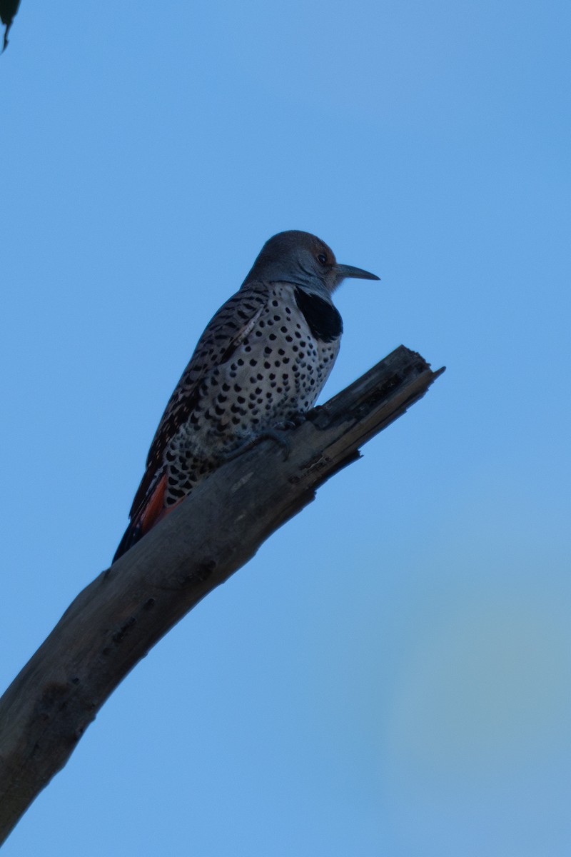 Northern Flicker - ML646618541