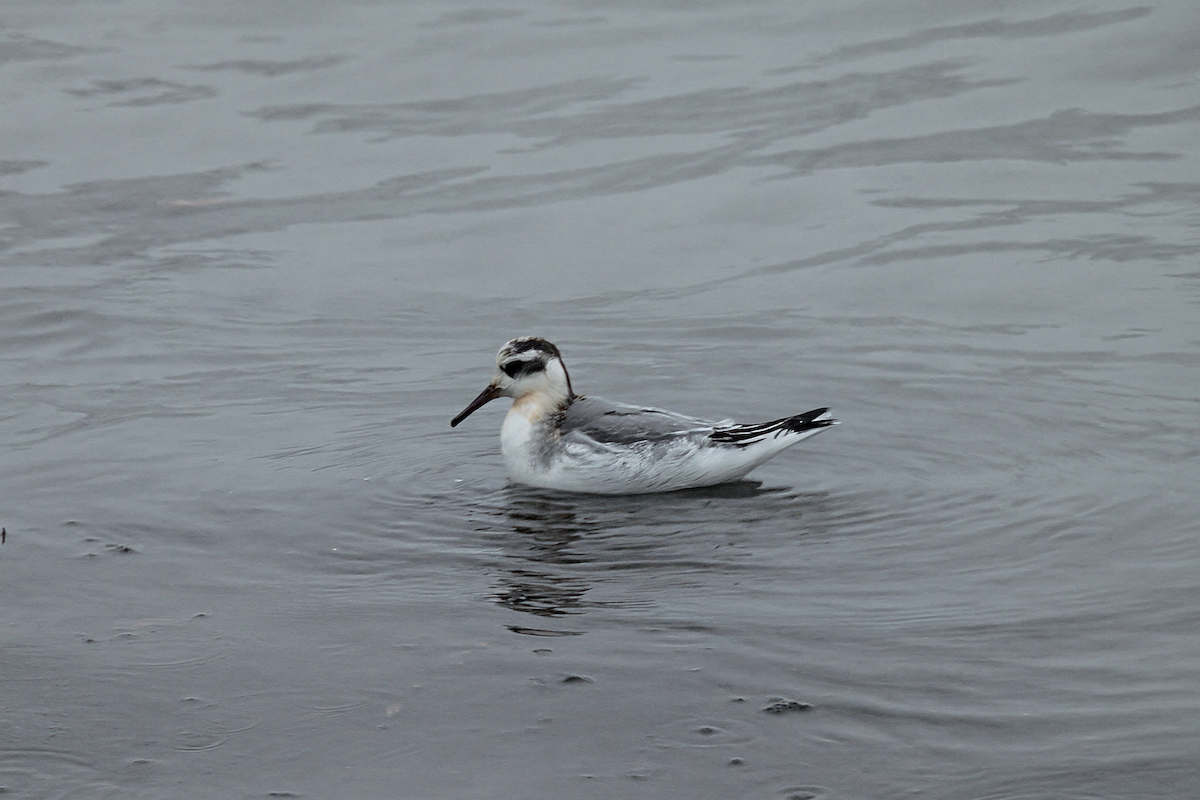Red Phalarope - ML646618542